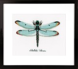 Vervaco Counted Cross Stitch Kit - Dragonfly