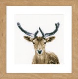 Vervaco Counted Cross Stitch Kit - Deer