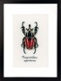 Vervaco Counted Cross Stitch Kit - Red Beetle